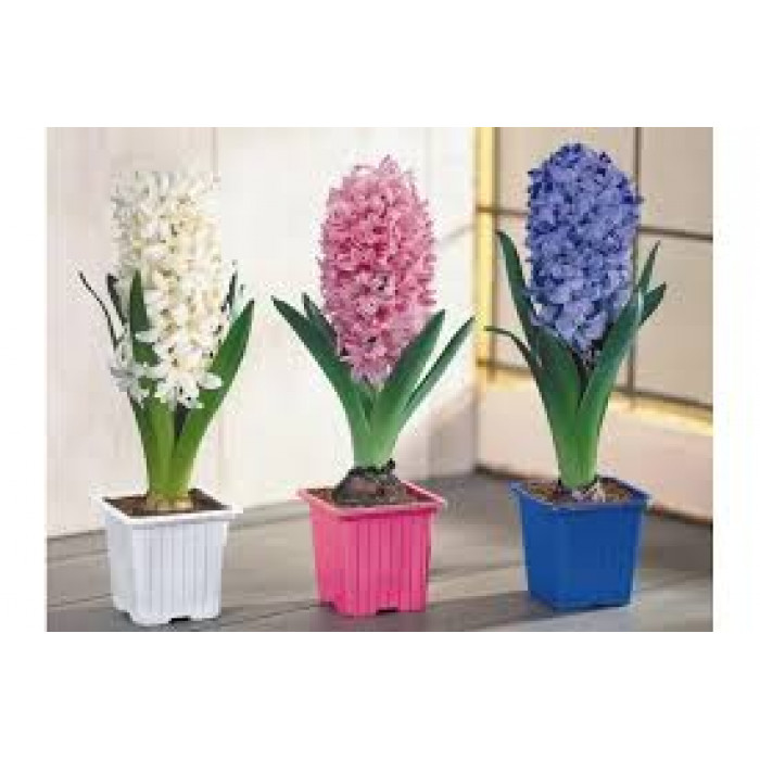 Гиацинты в Атырау