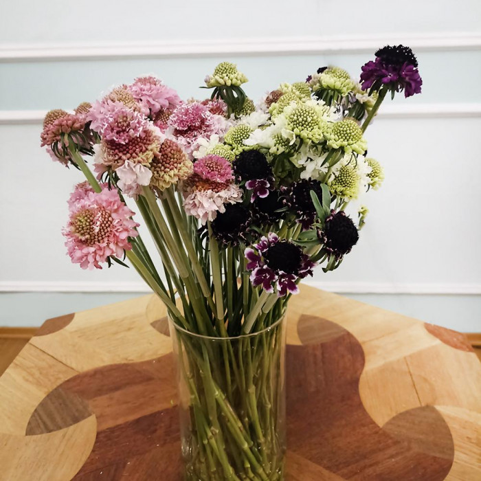 Скобиоза в Атырау