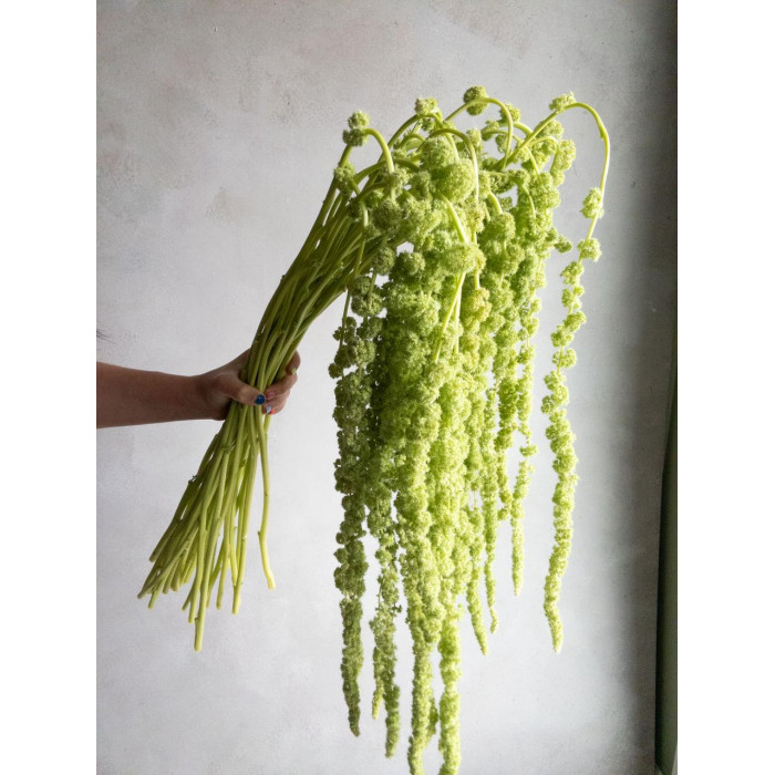 Амарантус в Атырау