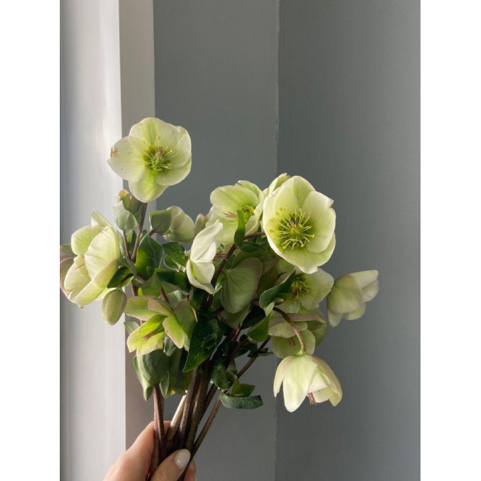 Хелеборус в Атырау