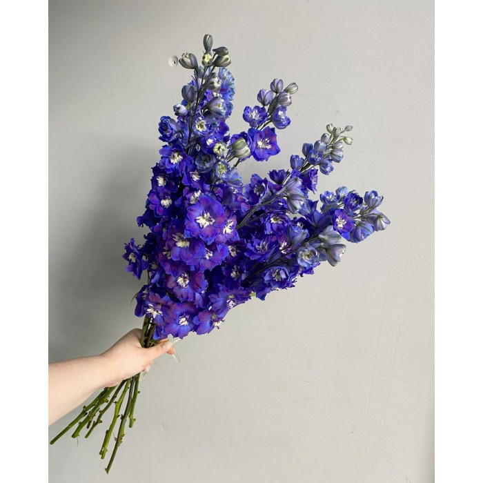 Делфиниум в Атырау