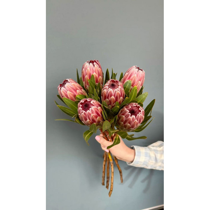 Протея в Атырау