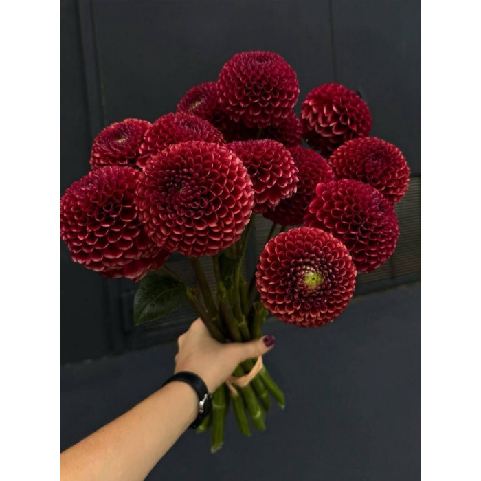 Георгины в Атырау