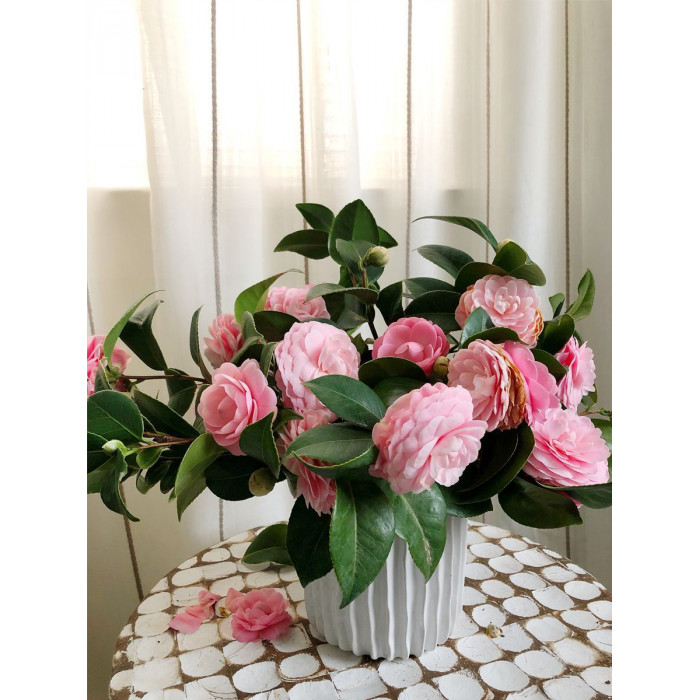 Камелия в Атырау