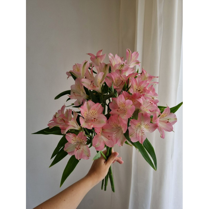 Альпиния в Атырау