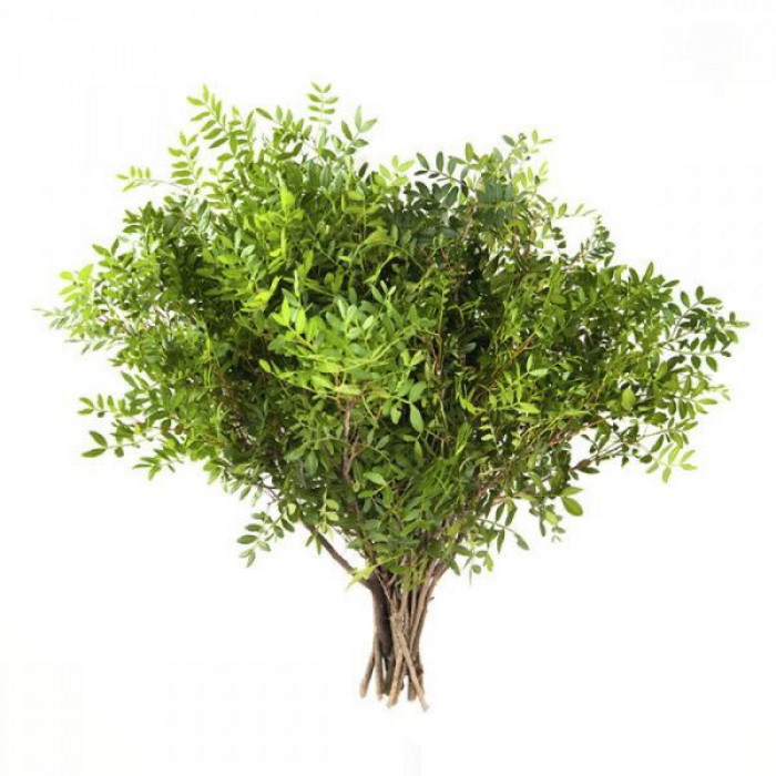 Писташ в Атырау