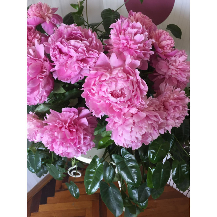 Пион древовидный в Атырау