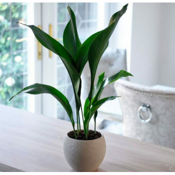 Средний цветок аспидистра Средний цветок аспидистра