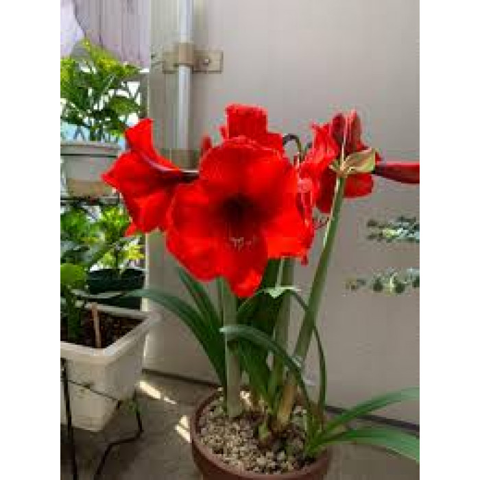 Амариллис в Атырау