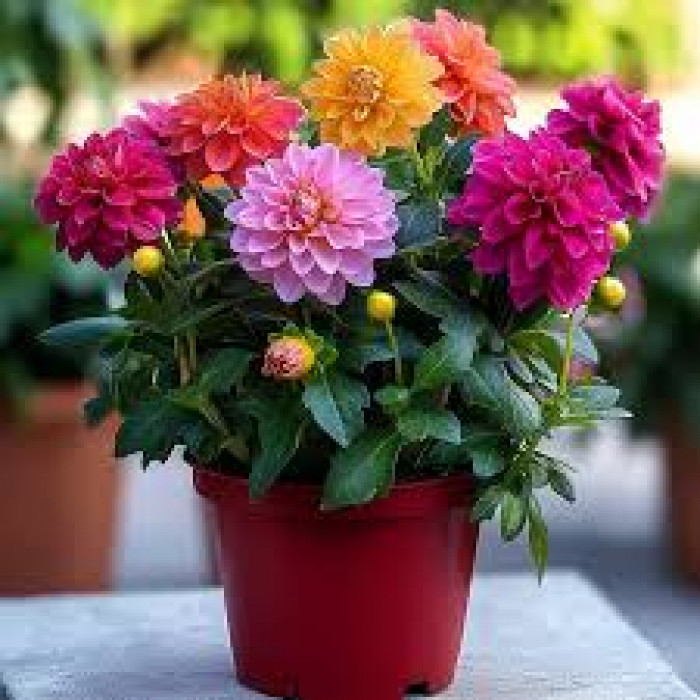 Георгины в Атырау