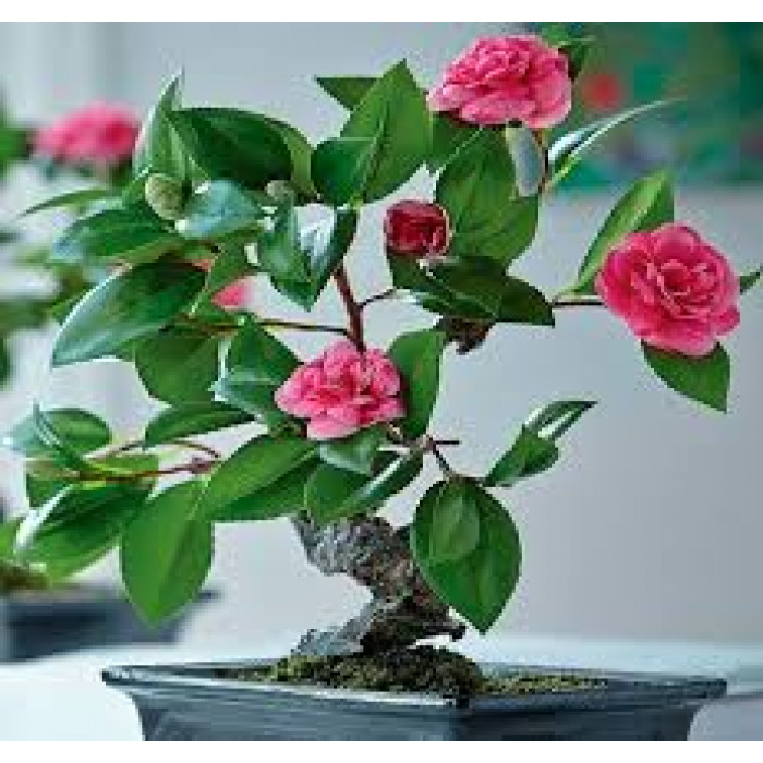 Камелия в Атырау