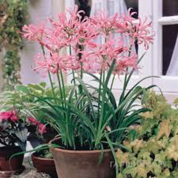 Нерине в Атырау