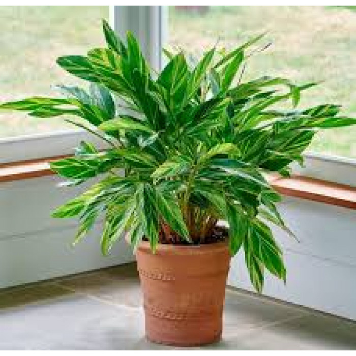 Альпиния в Атырау