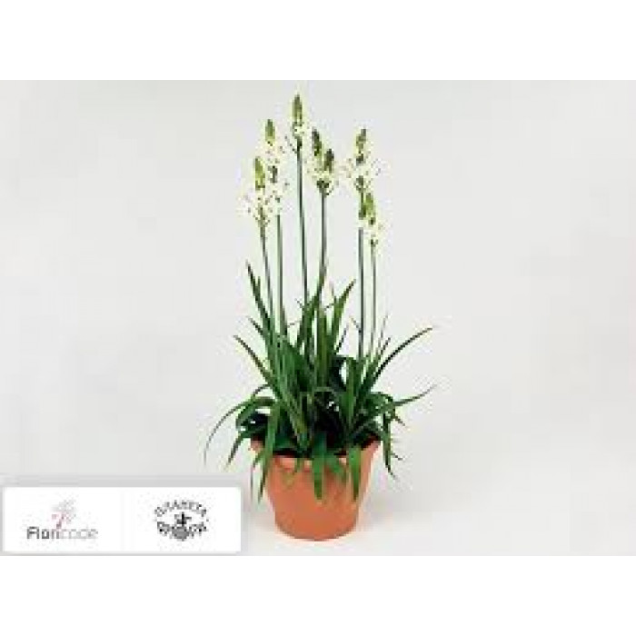 Орнитогалум в Атырау