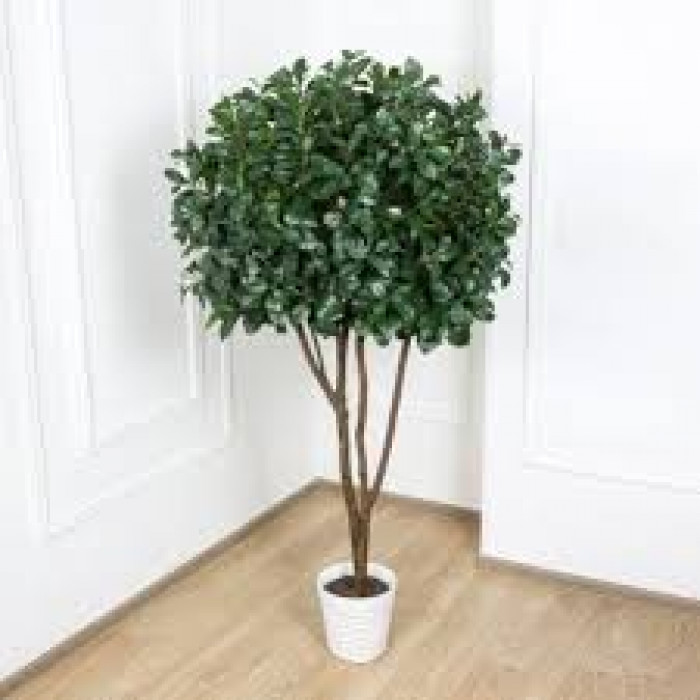 Рускус в Атырау